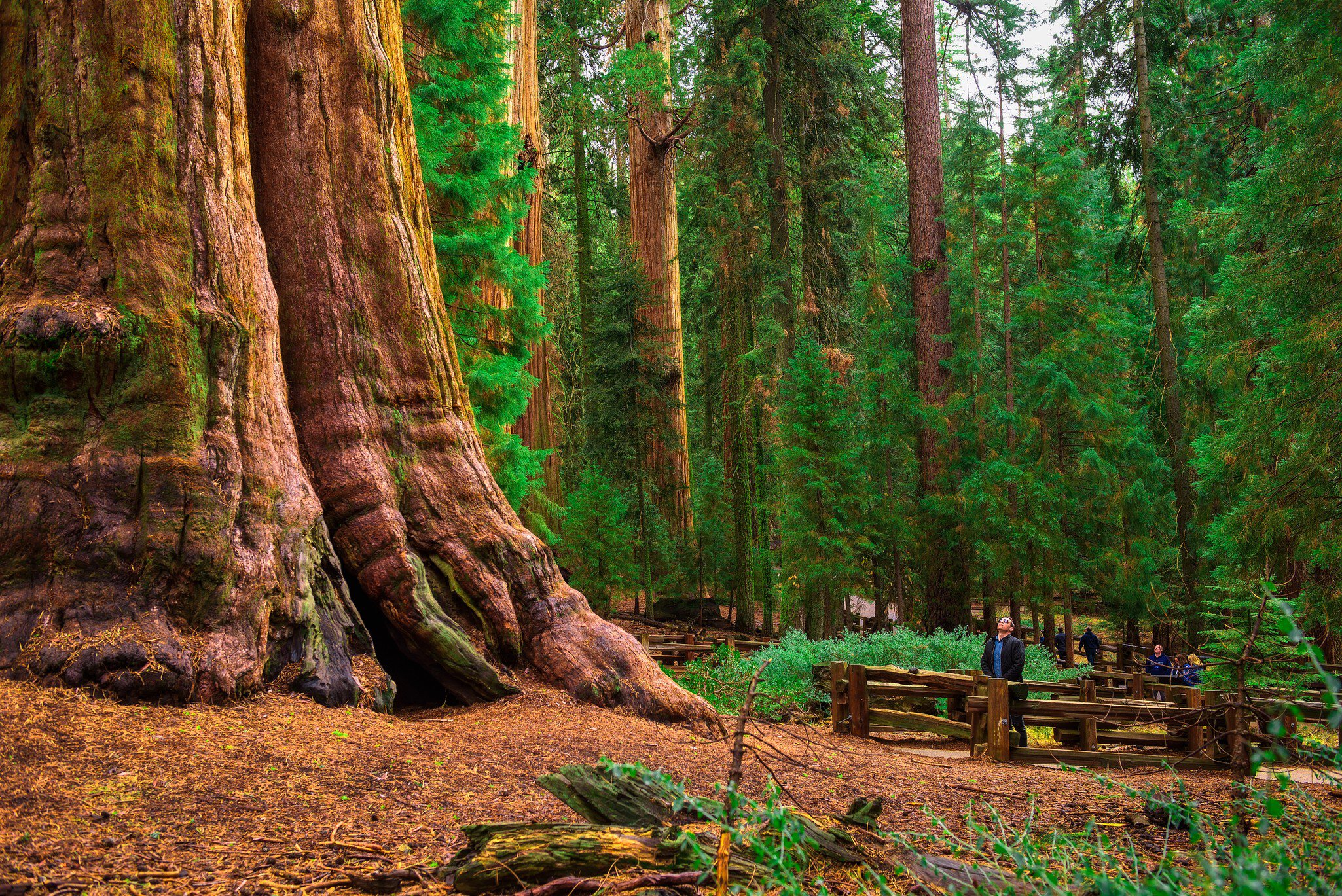 A person stands by an immensely tall tree with a vast trunk girth.