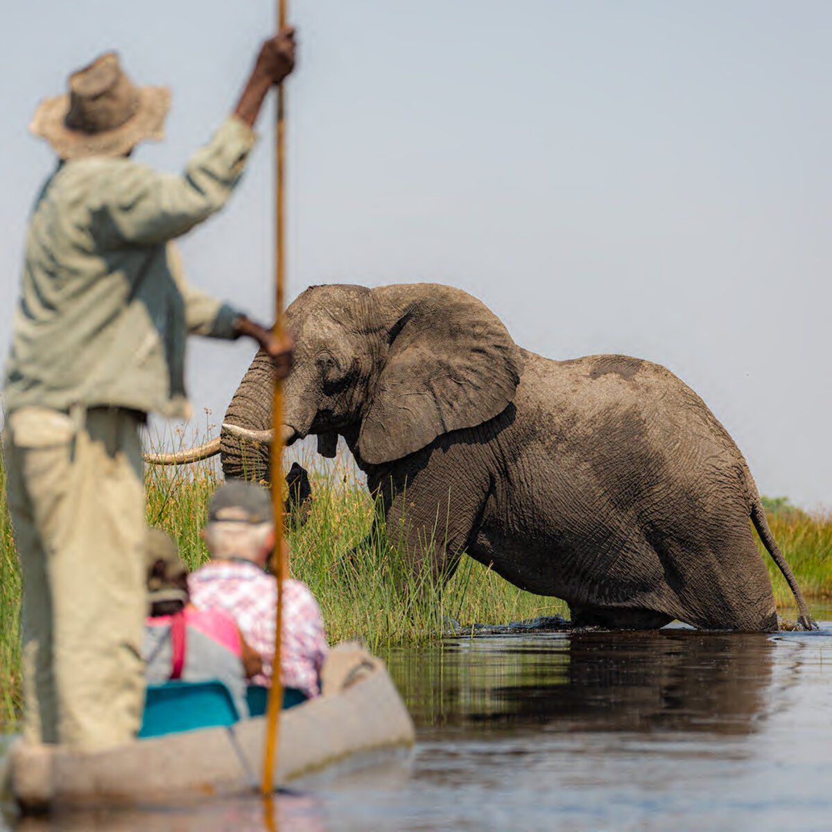 Safari in Botswana