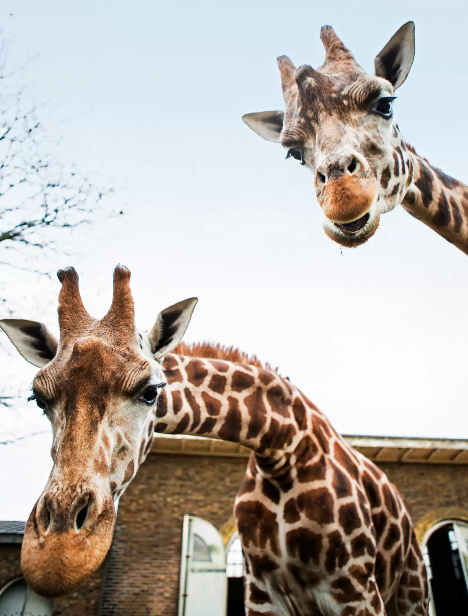 Close-up of giraffes at London Zoo in Regent's Park, London, UK.