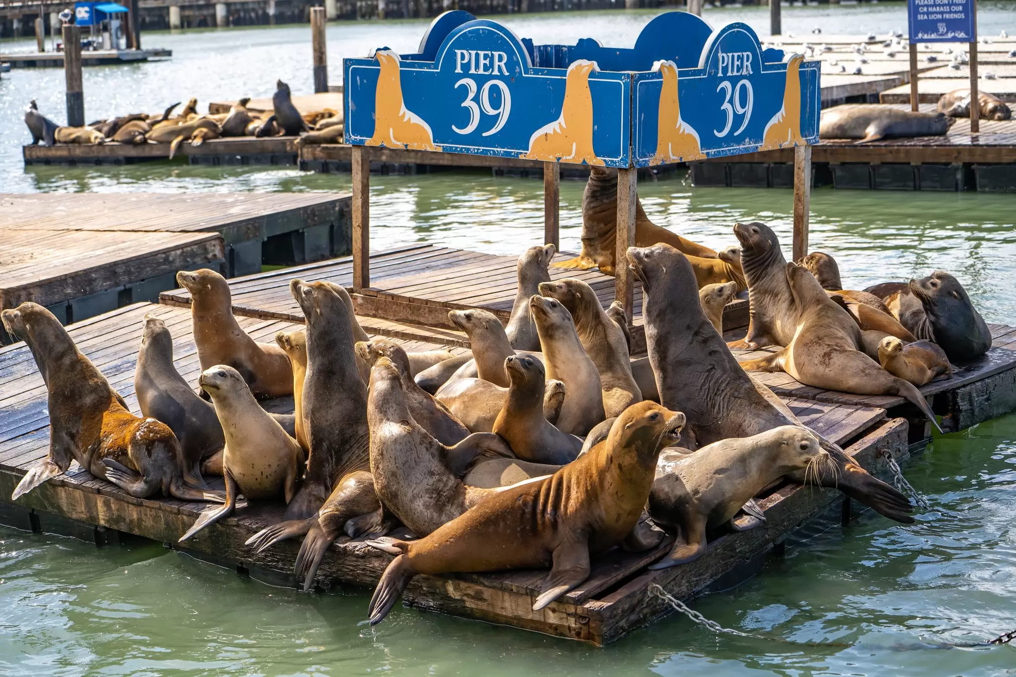 Sea lions basking on floating docks beneath the blue Pier 39 sign, San Francisco