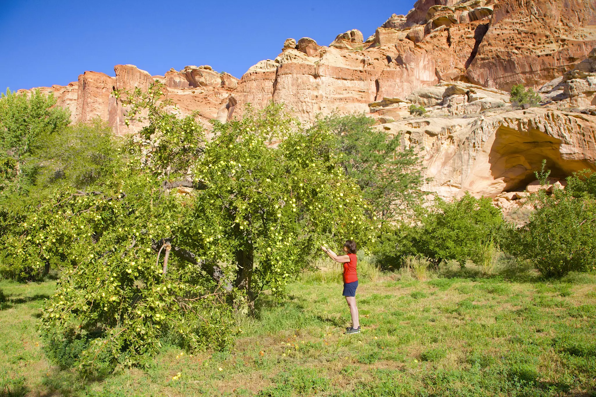 Woman picking apples in at Capitol Reef National Park, Utah