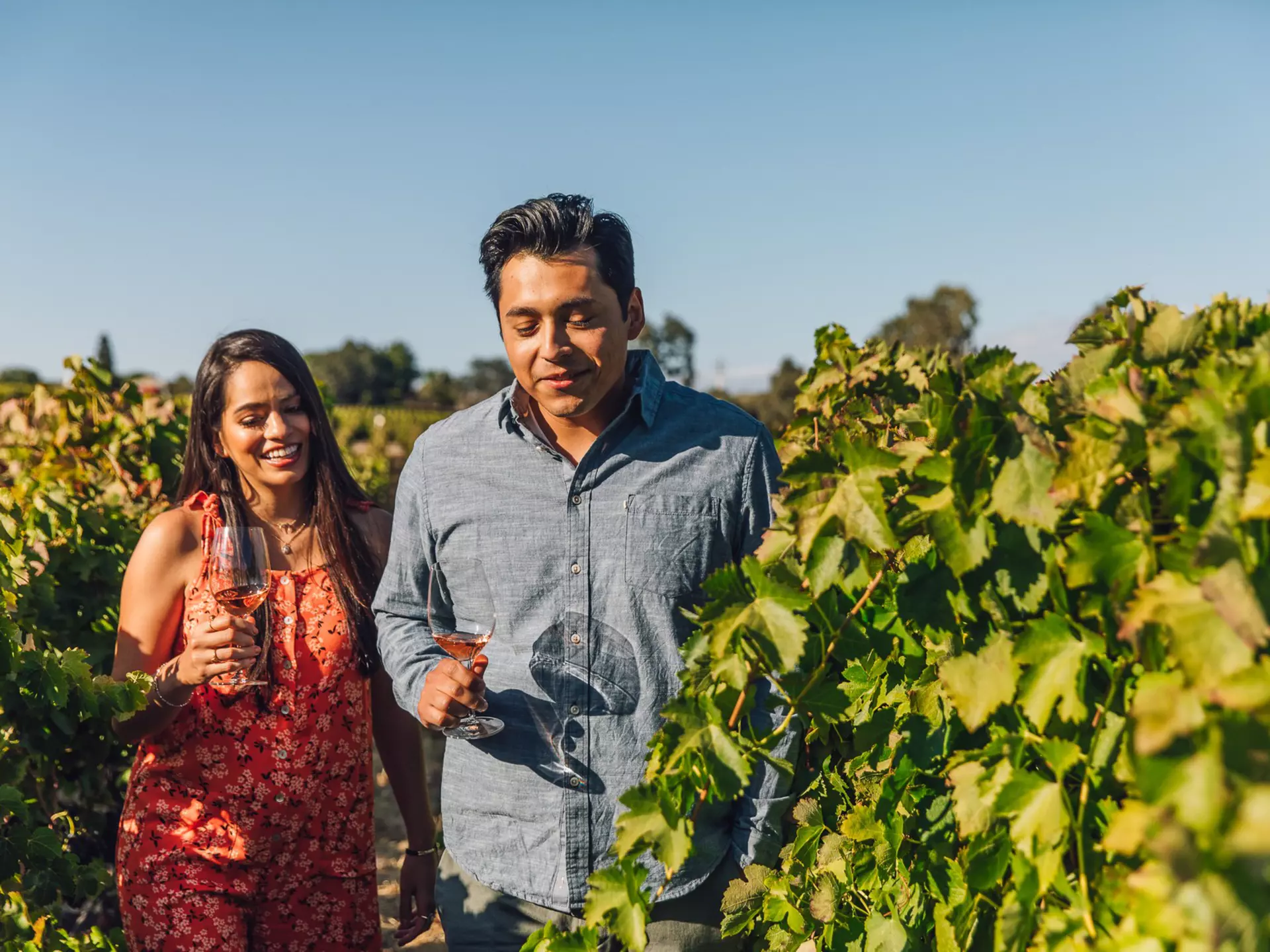 A young couple walk through a vineyard.