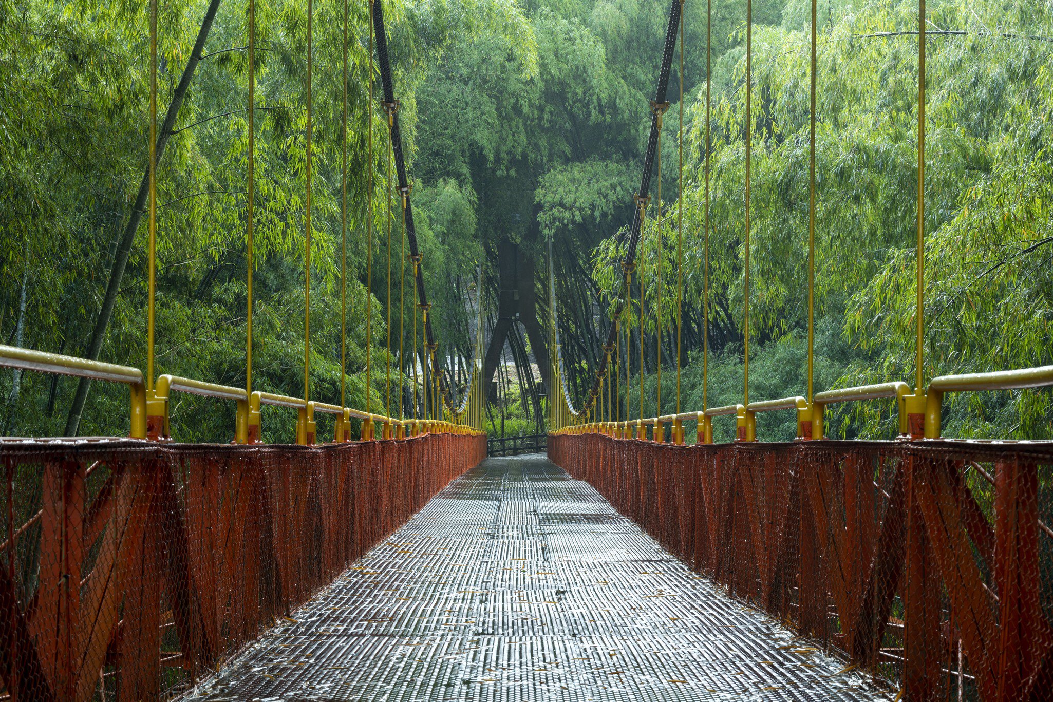 Bridge inside tropical rainforest in Parque del Café, Quindio department, Armenia city, Colombia