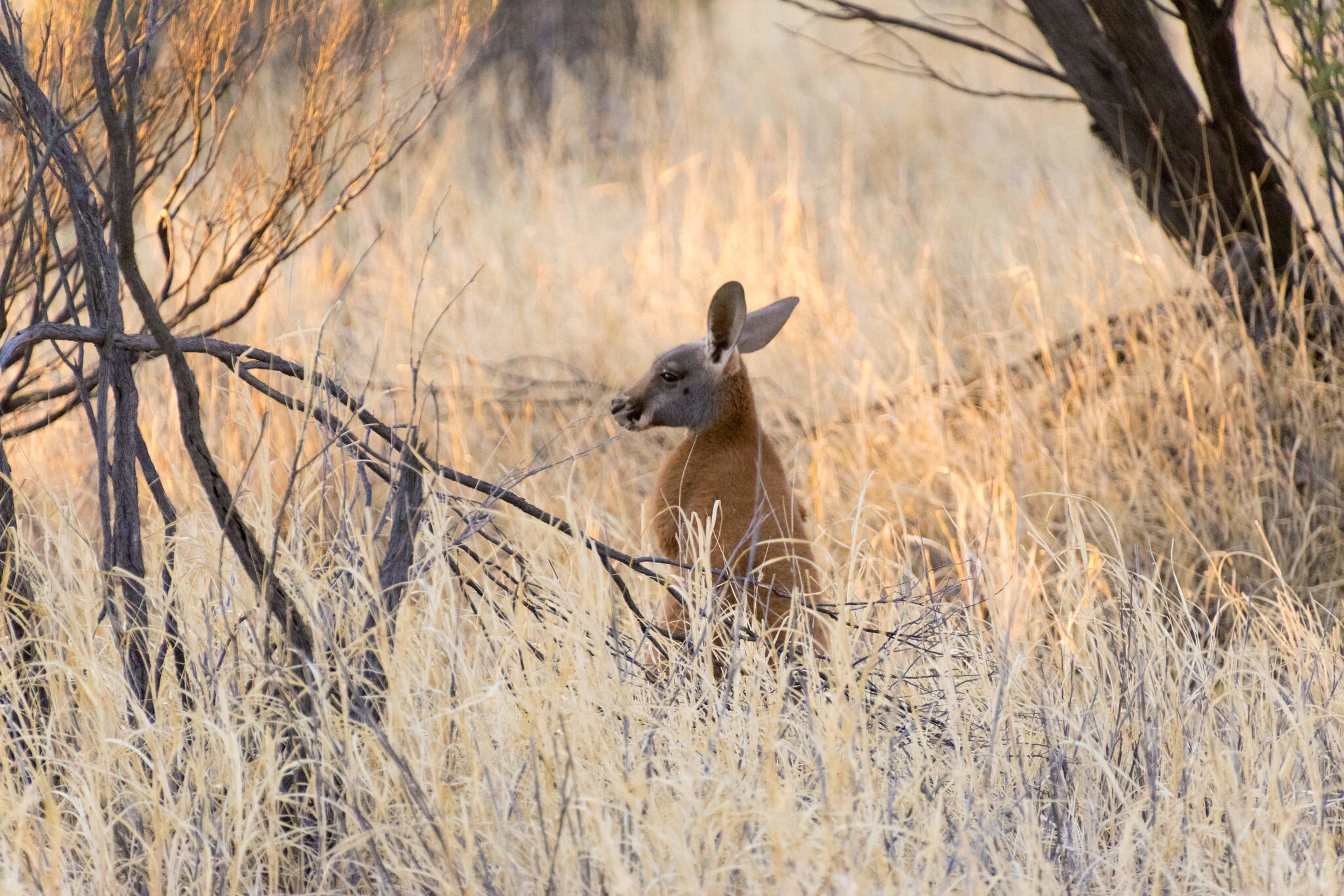 The Kangaroo Sanctuary in Alice Springs, Central Australia.