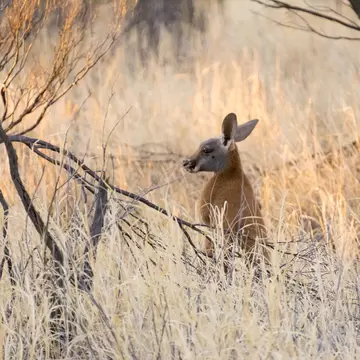 The Kangaroo Sanctuary in Alice Springs, Central Australia.