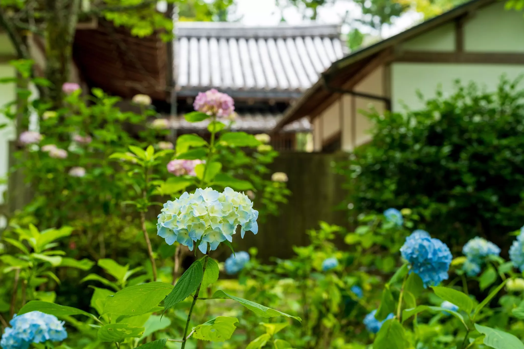 Blue and pink hydrangea blossoms are pictured in frton of a traditional wooden temple