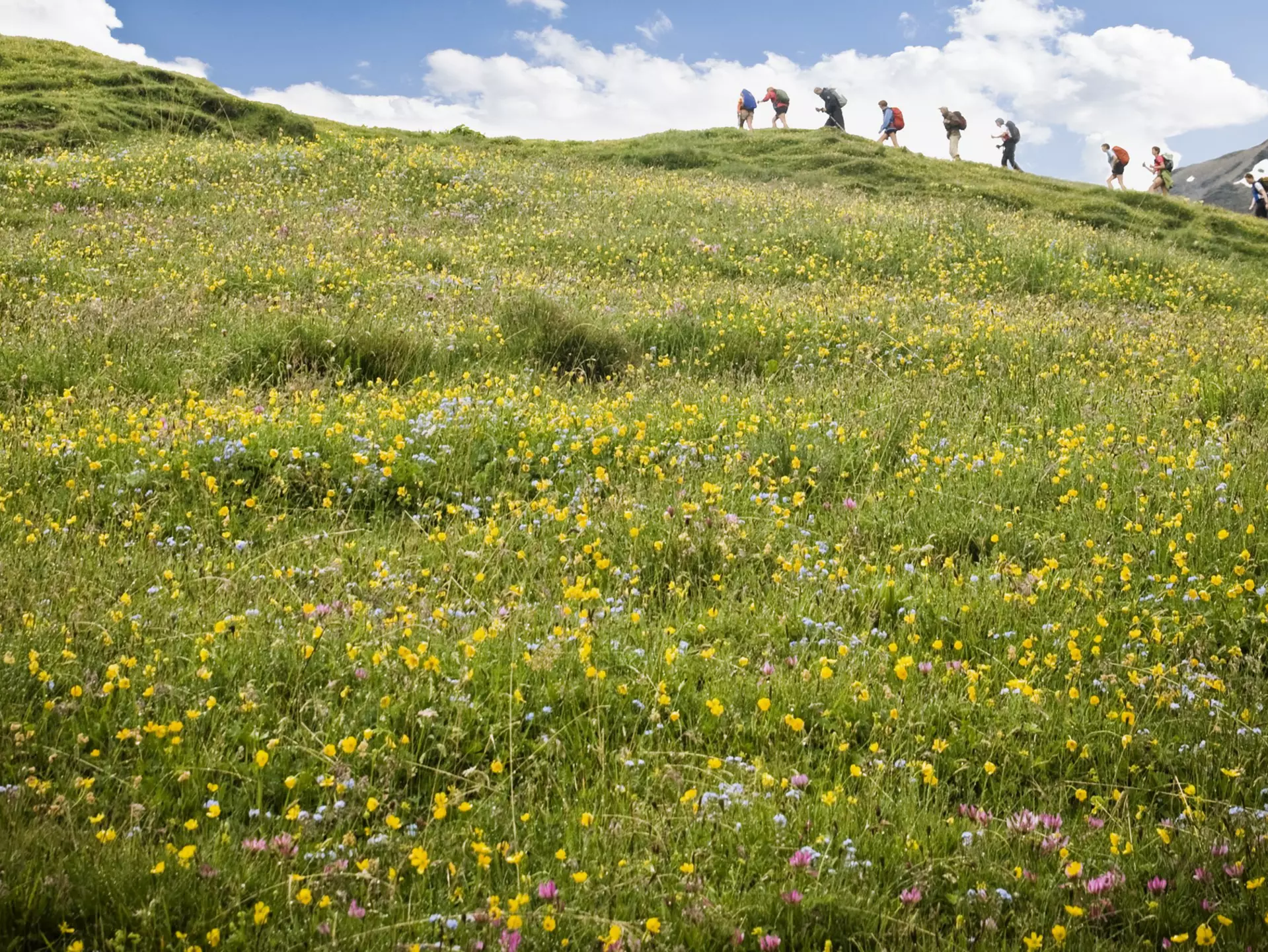 The abundant wildflowers you'll find throughout the Swiss Alps