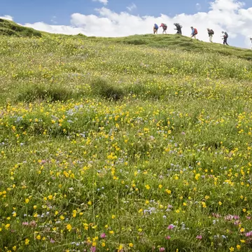 The abundant wildflowers you'll find throughout the Swiss Alps