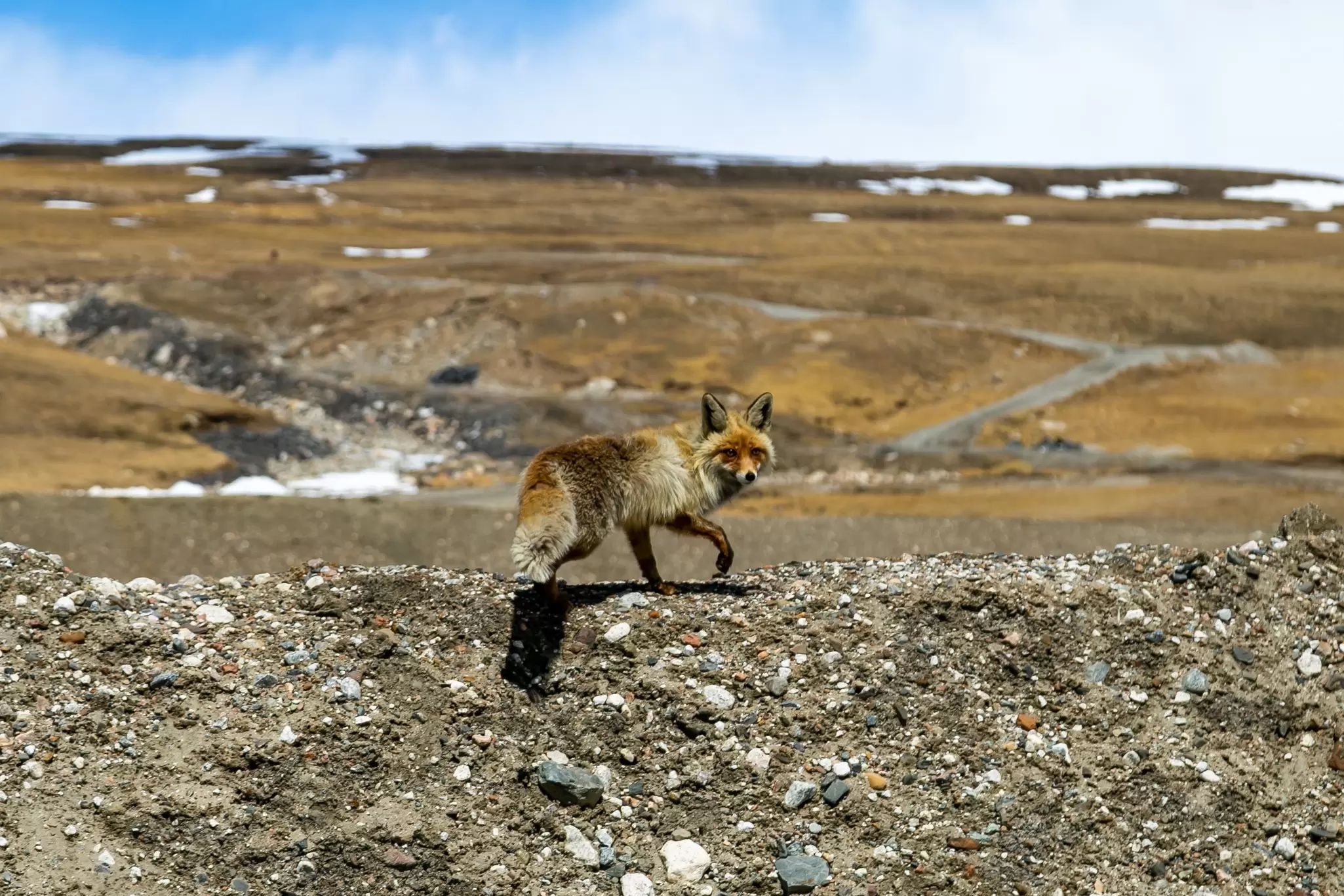 Fox in the highlands of Kyrgyzstan, License Type: media, Download Time: 2025-06-19T17:00:19.000Z, User: catalinaaragon, Editorial: false, purchase_order: 56530 - Guidebooks, job: Global Publishing WIP, client: Central Asia 8, other: Central Asia 8