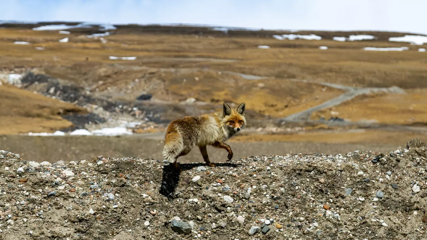 Fox in the highlands of Kyrgyzstan, License Type: media, Download Time: 2025-06-19T17:00:19.000Z, User: catalinaaragon, Editorial: false, purchase_order: 56530 - Guidebooks, job: Global Publishing WIP, client: Central Asia 8, other: Central Asia 8