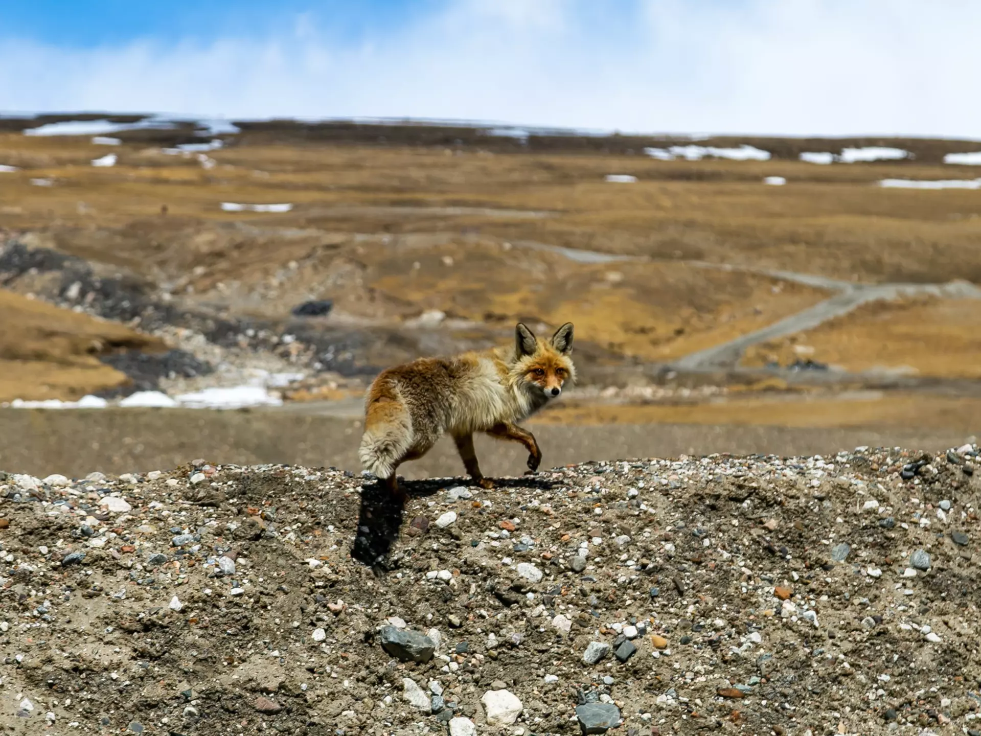 Fox in the highlands of Kyrgyzstan, License Type: media, Download Time: 2025-06-19T17:00:19.000Z, User: catalinaaragon, Editorial: false, purchase_order: 56530 - Guidebooks, job: Global Publishing WIP, client: Central Asia 8, other: Central Asia 8