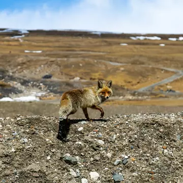 Fox in the highlands of Kyrgyzstan, License Type: media, Download Time: 2025-06-19T17:00:19.000Z, User: catalinaaragon, Editorial: false, purchase_order: 56530 - Guidebooks, job: Global Publishing WIP, client: Central Asia 8, other: Central Asia 8
