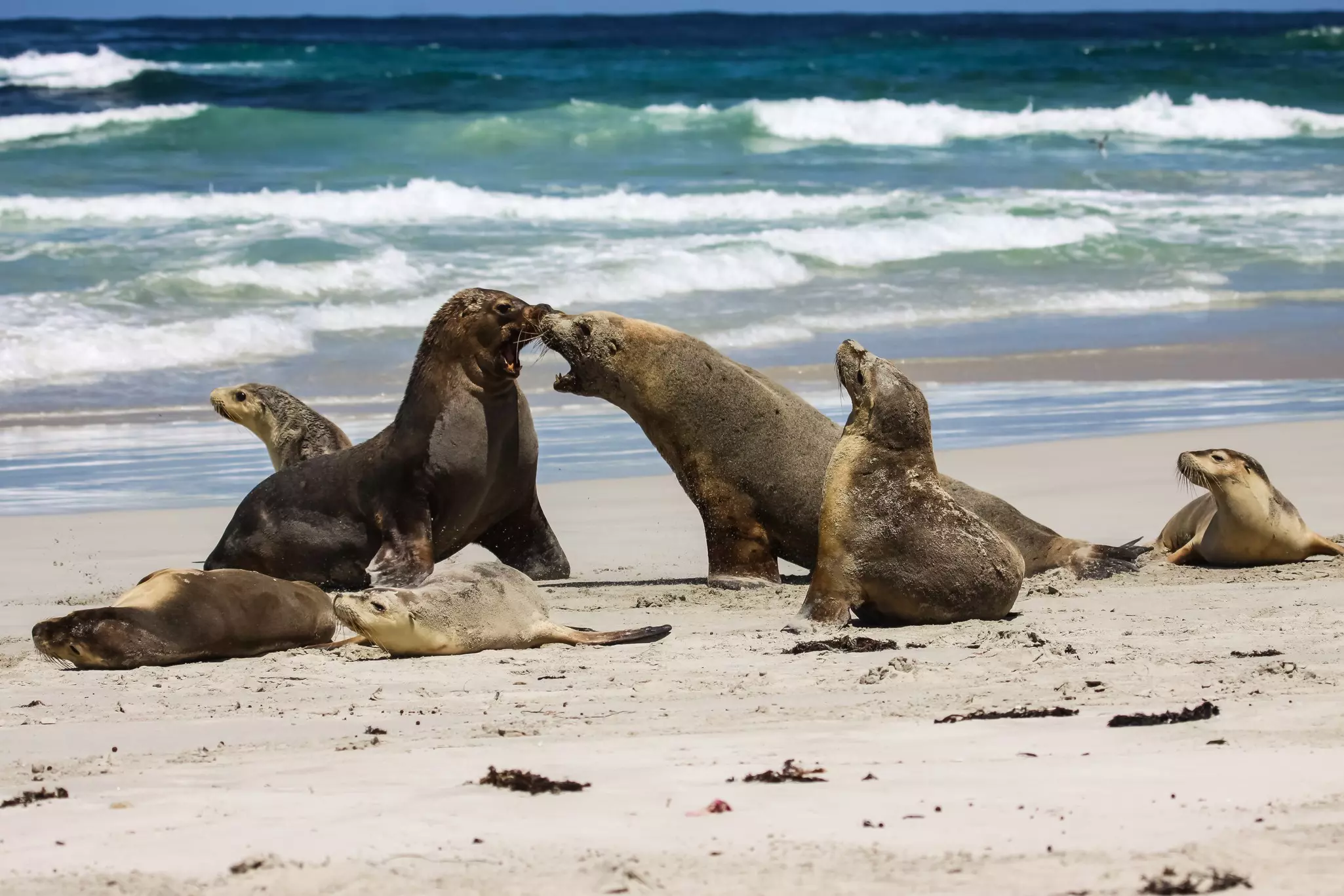 Playful sea lions on a sandy beach.