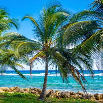 Palms trees on Caribbean Sea on the shore of San Andres y Providencia, Colombia