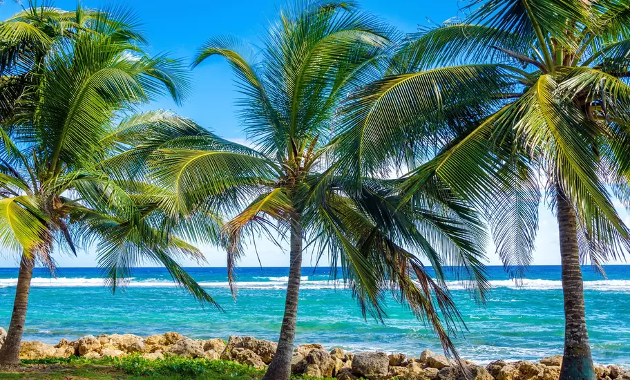 Palms trees on Caribbean Sea on the shore of San Andres y Providencia, Colombia