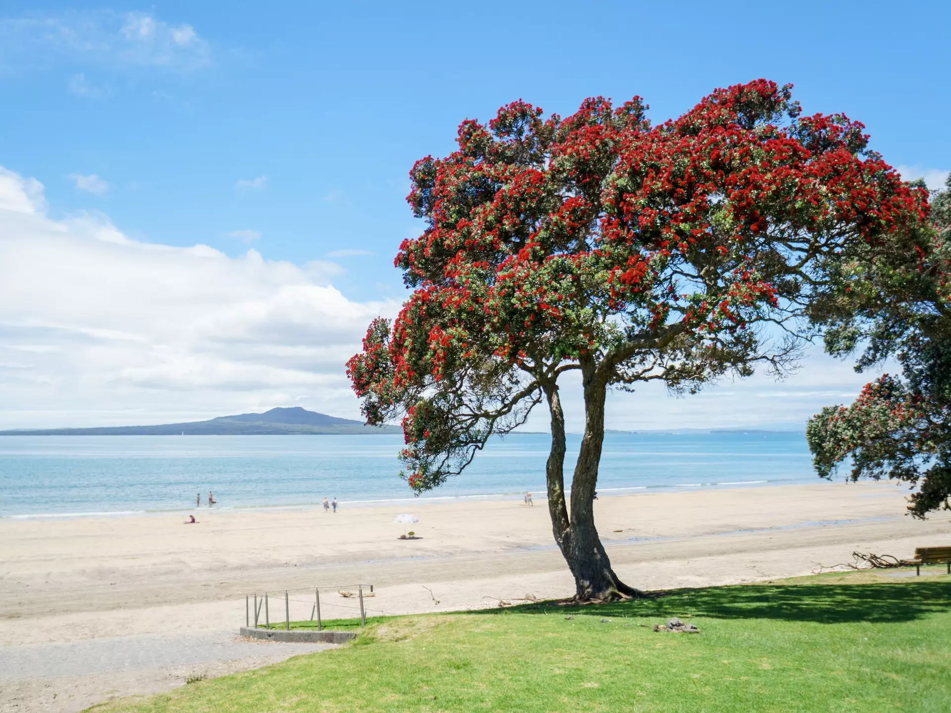Pōhutukawa tree in full bloom next to Takapuna Beach