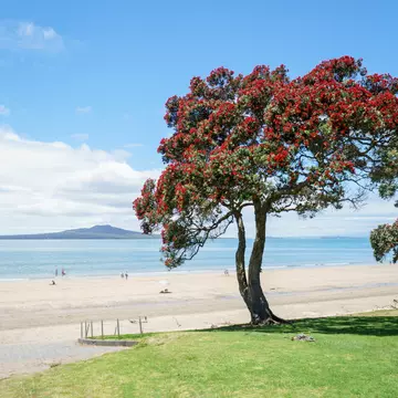 Pōhutukawa tree in full bloom next to Takapuna Beach