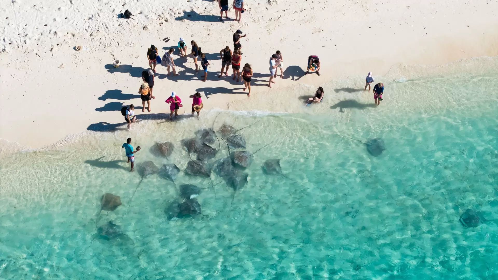 View of Stingrays on the beach in Fulidhoo island, Maldives
