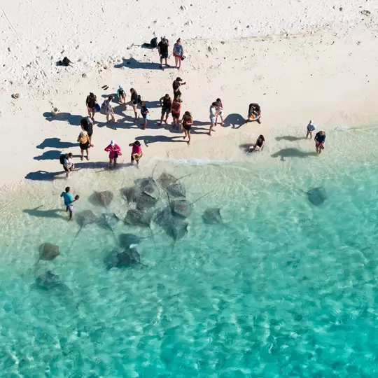 View of Stingrays on the beach in Fulidhoo island, Maldives
