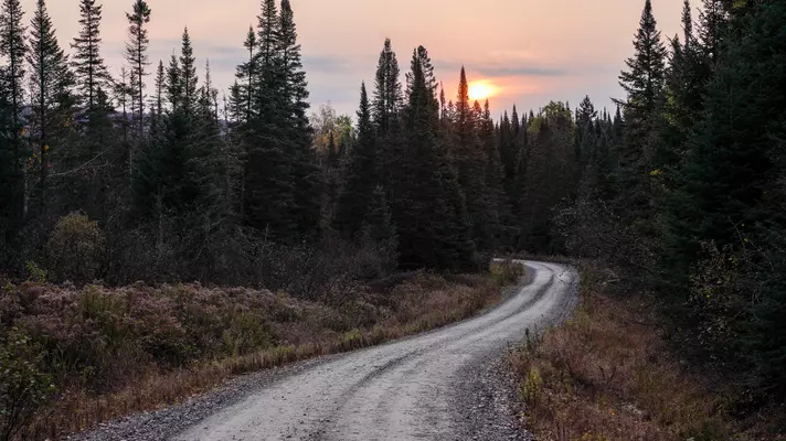 An empty narrow road through a pine forest in New Hampshire at sunset.