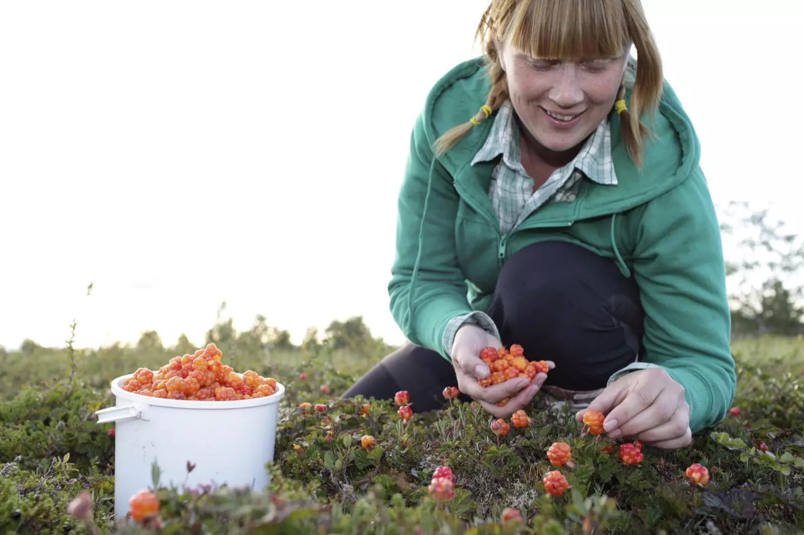 Woman picking cloudberries in Finland, where foraging is popular