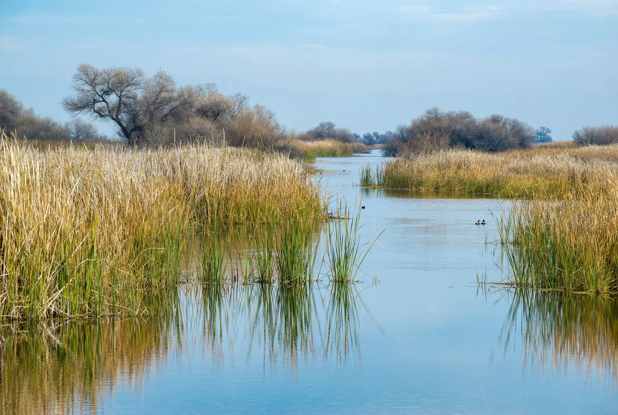 Shot of wetland creek with marsh grass on either side, two small ducks in the distance, and bare trees in the far distance.