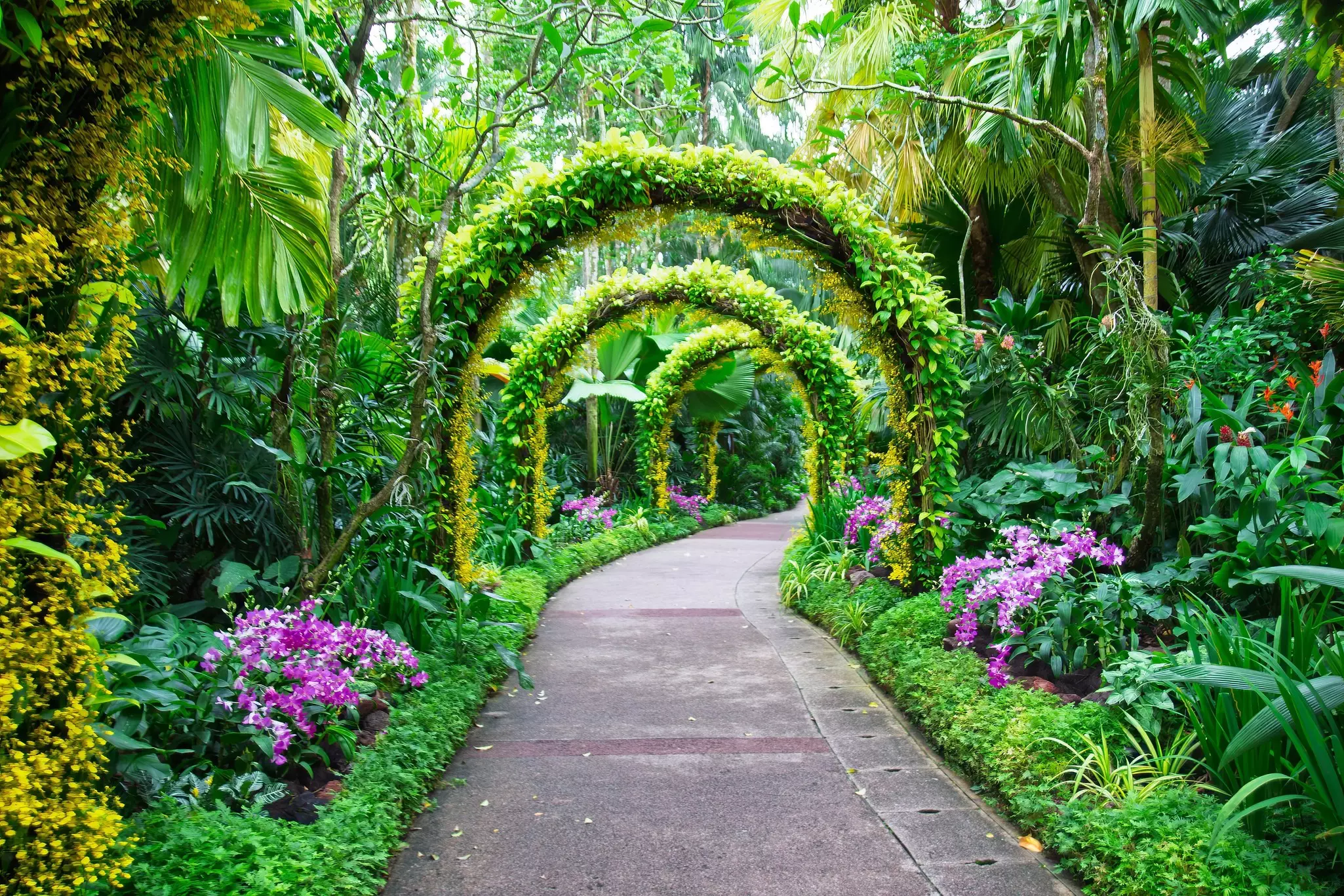Bowers of vines grow over a path in a lush garden with purple orchids at ground level.