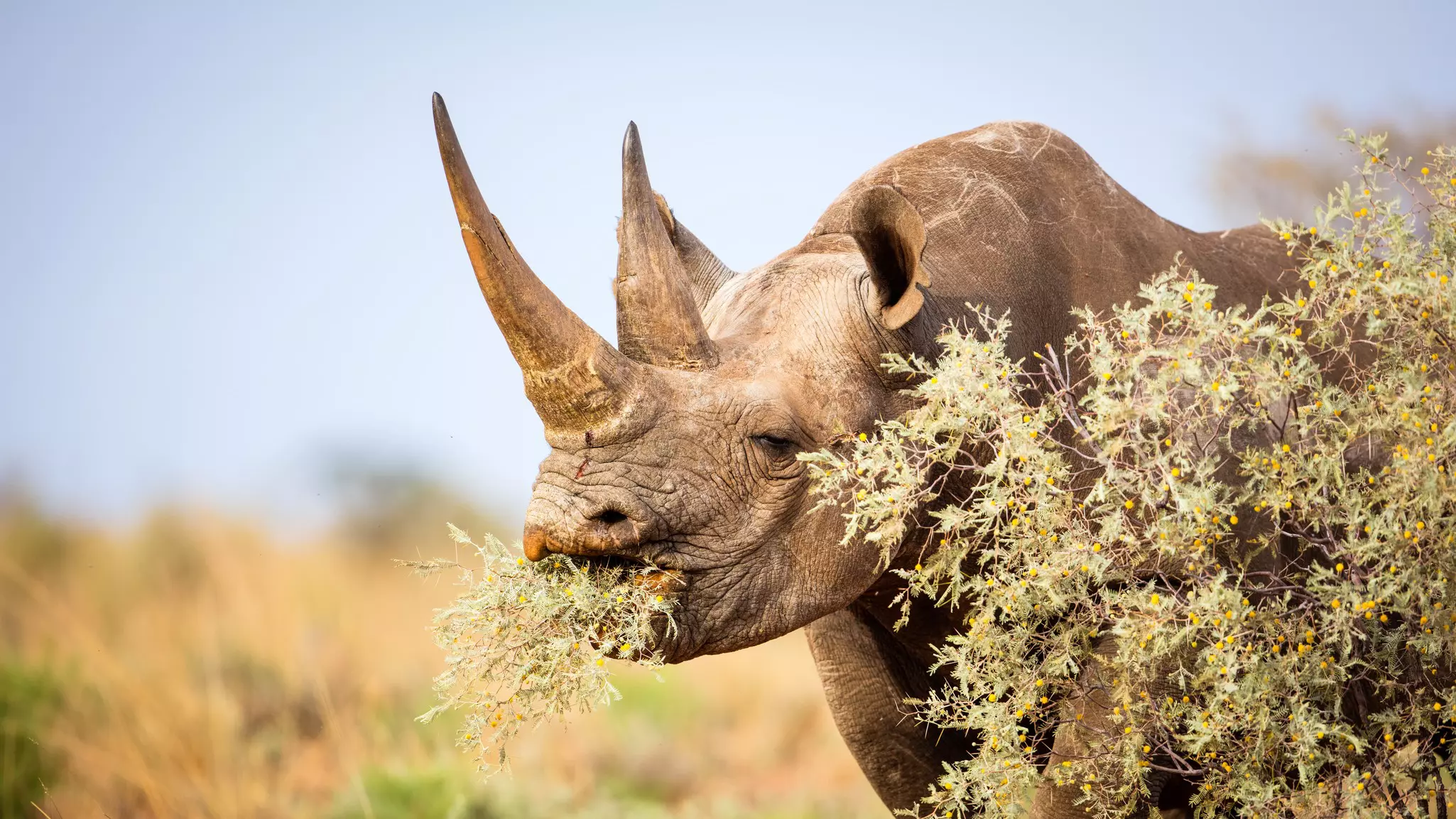 A large black two-horned rhino in grassland, feeding on a bush with small yellow flowers.
