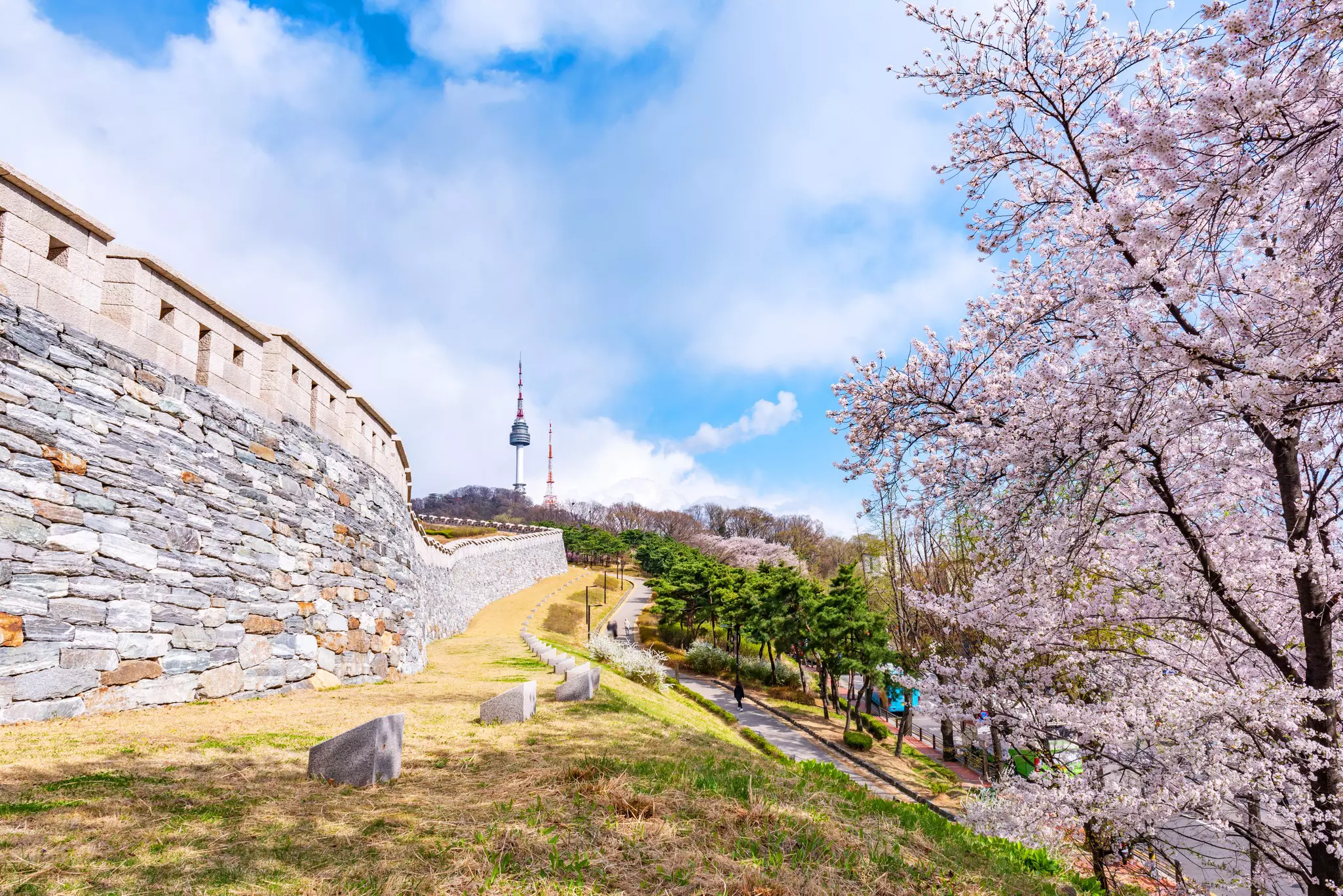 Cherry blossom in parkland with a city wall to the left and a tall TV tower in the distance