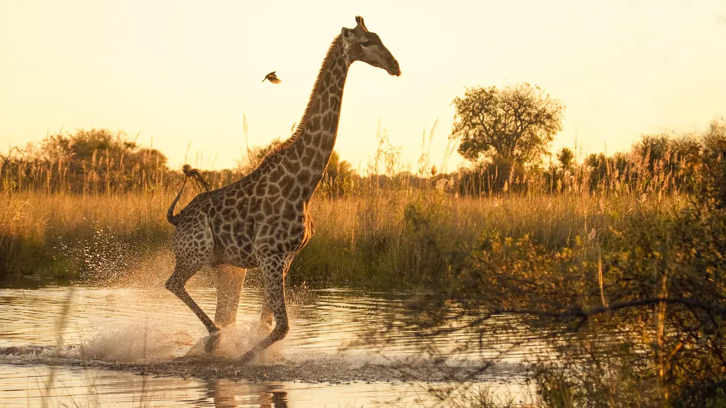 A giraffe running across a flooded area in the Moremi Game Reserve, Botswana, with a small oxpecker flying nearby.