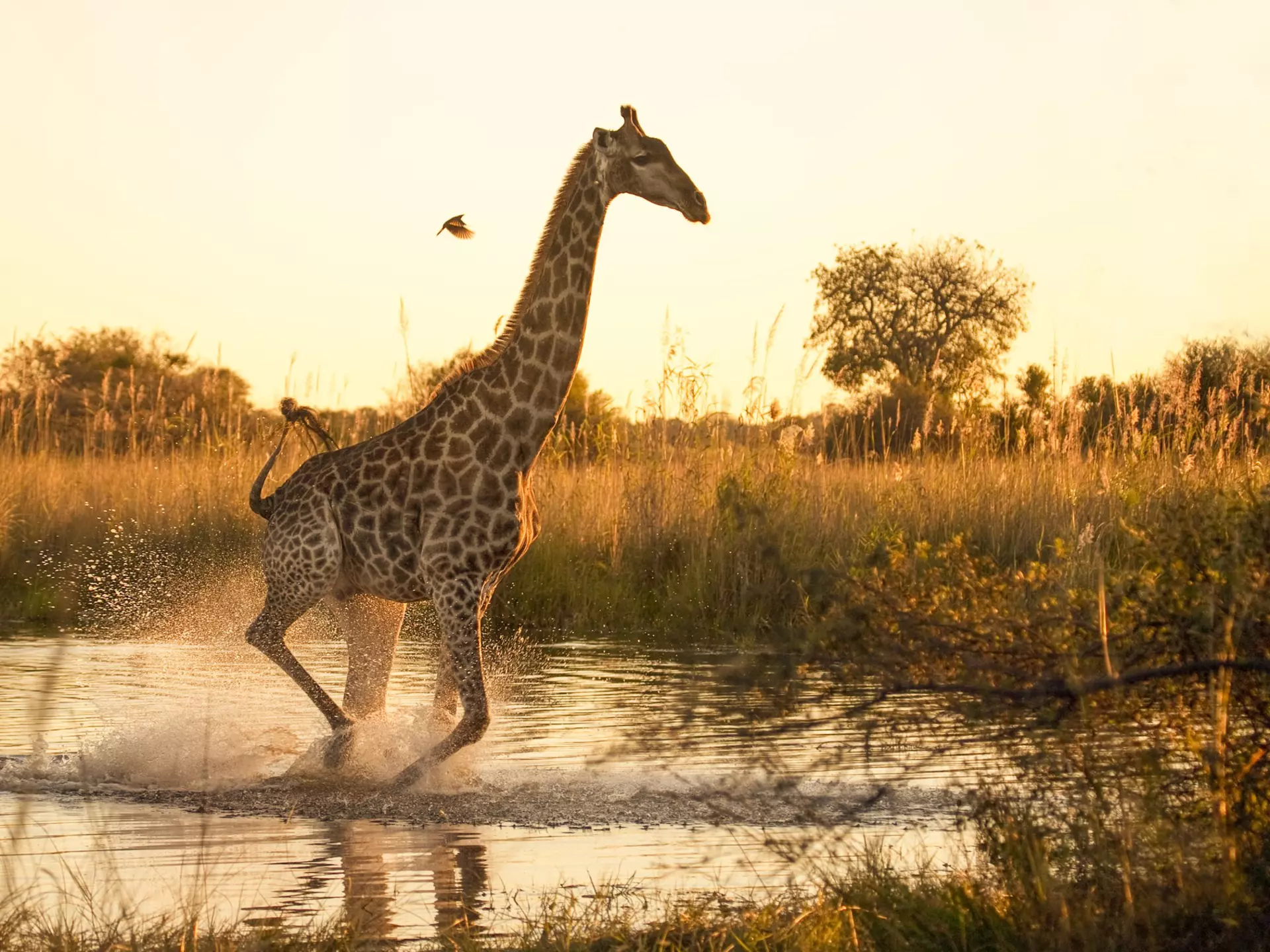 A giraffe running across a flooded area in the Moremi Game Reserve, Botswana, with a small oxpecker flying nearby.