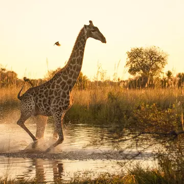A giraffe running across a flooded area in the Moremi Game Reserve, Botswana, with a small oxpecker flying nearby.