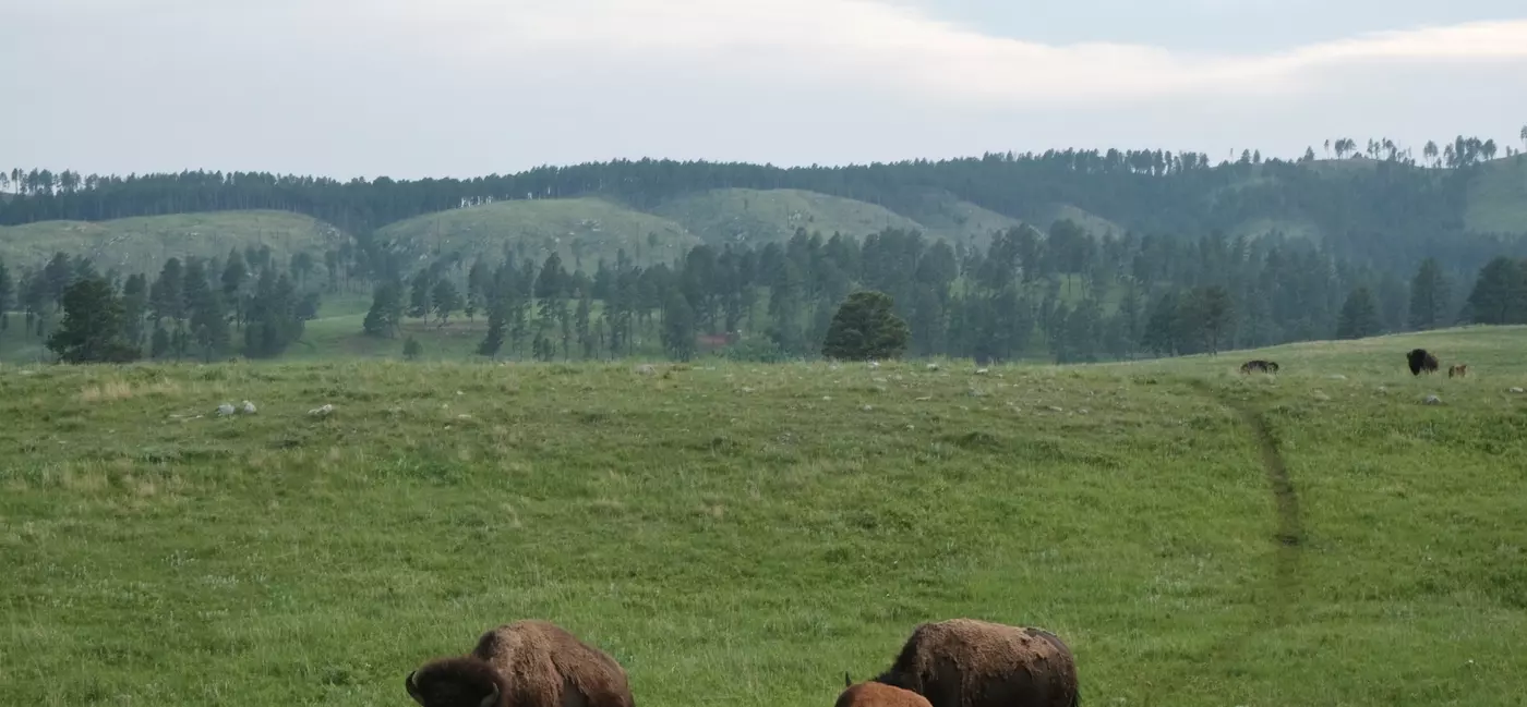 Bison in Custer State Park, South Dakota
