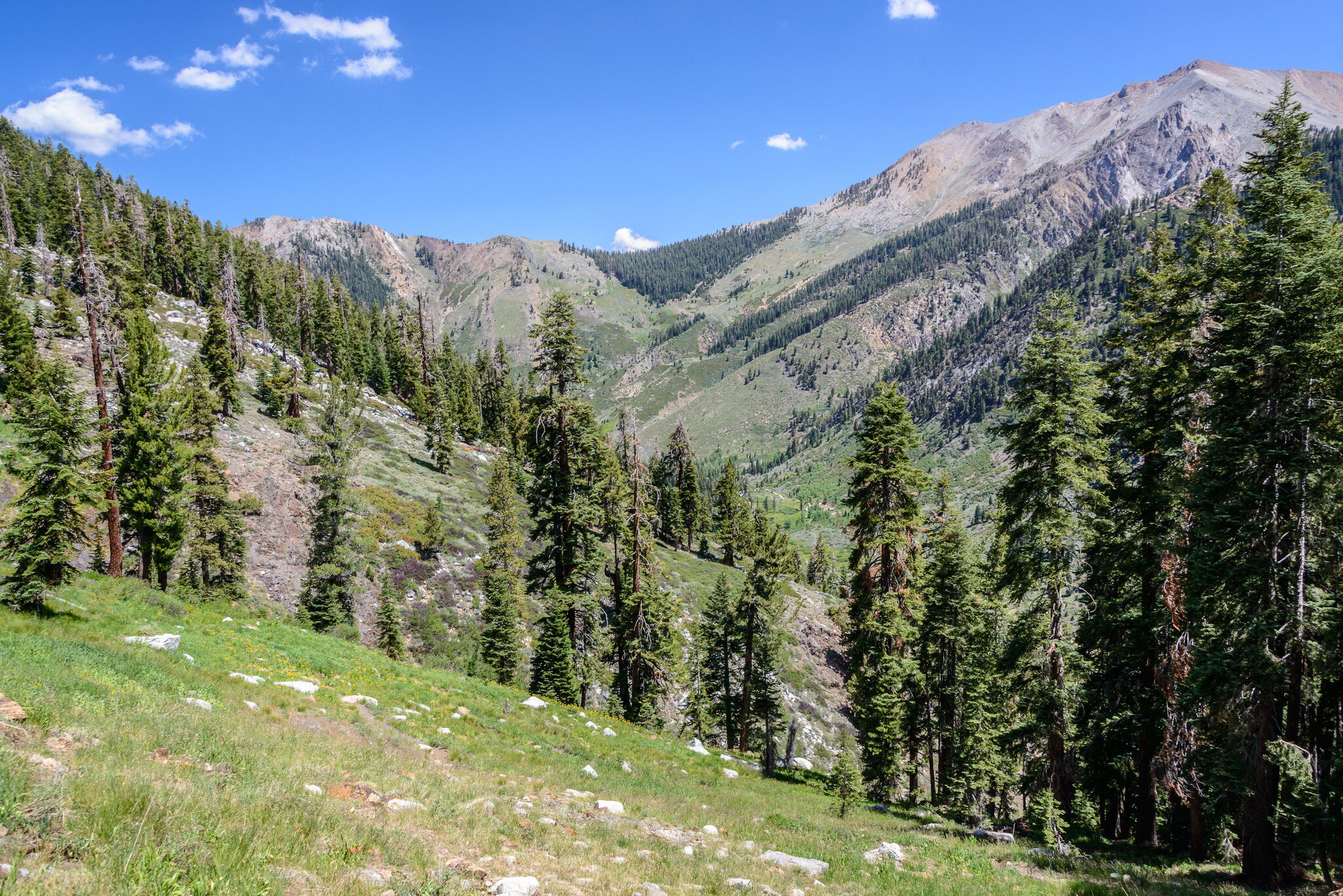 A valley of fir trees on a sunny day with few clouds.