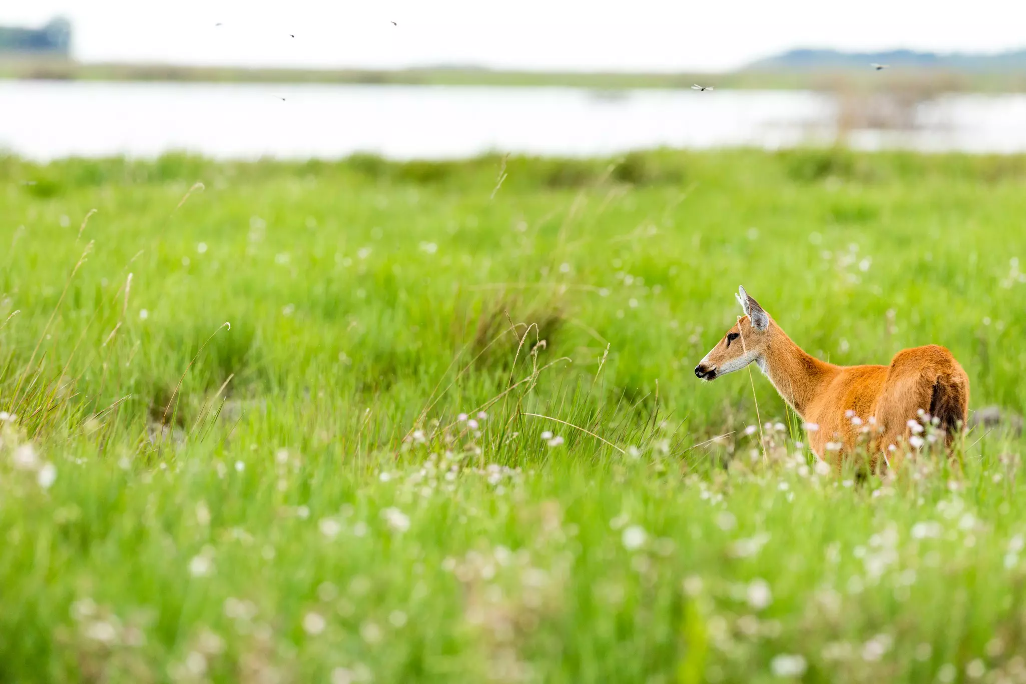 A female deer is pictured in grassy field near a river.
