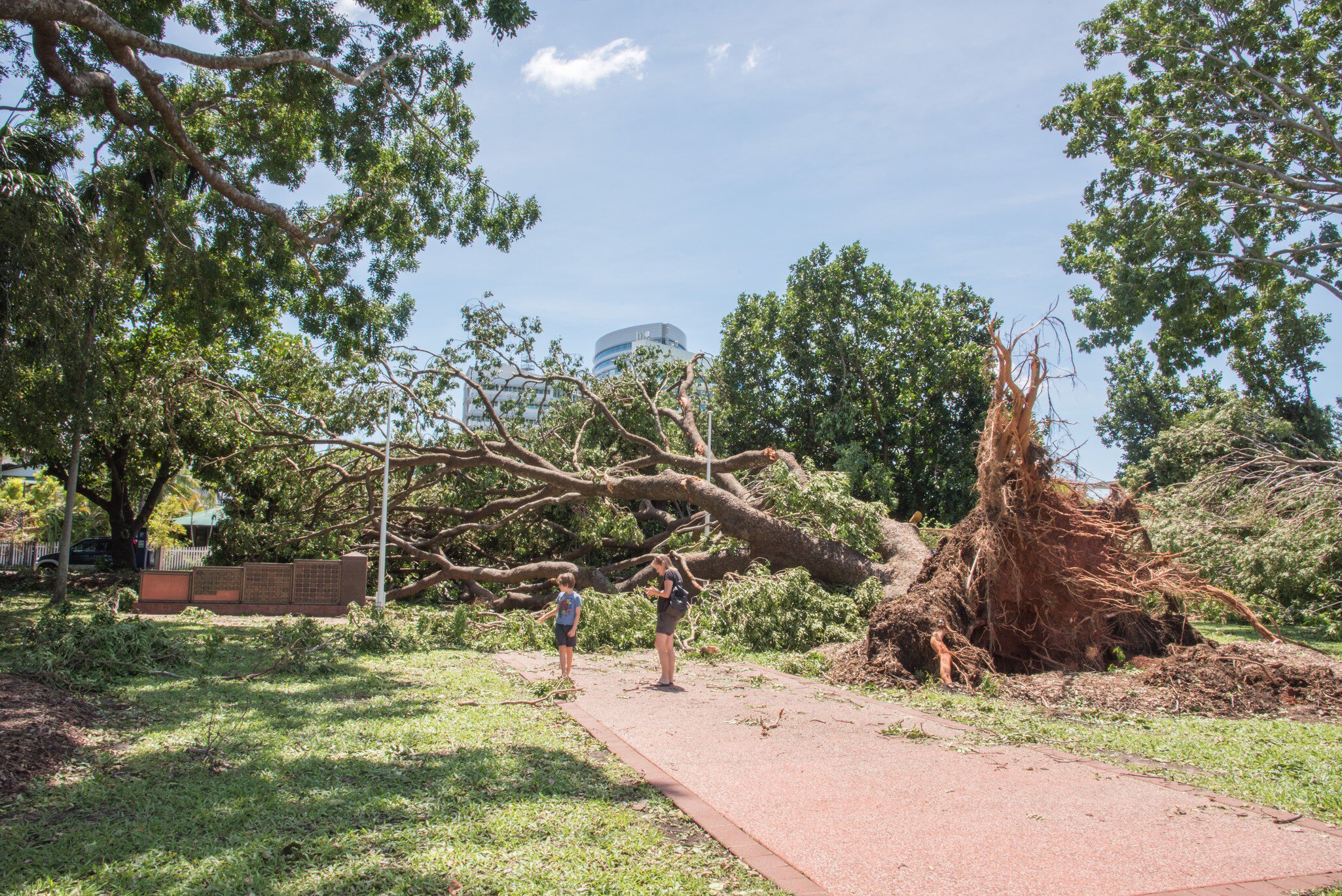 People walking blocked footpath with large fallen tree after Cyclone Marcus at Bicentennial Park in Darwin, Australia.