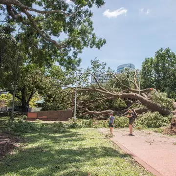 People walking blocked footpath with large fallen tree after Cyclone Marcus at Bicentennial Park in Darwin, Australia.