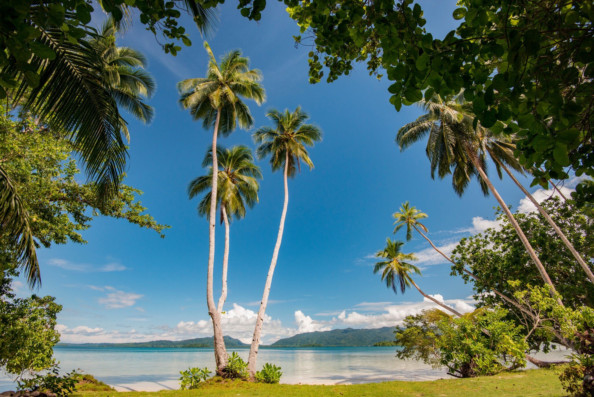 Tall coconut palms frame a calm turquoise lagoon and forested islands from Uepi Island, Marovo Lagoon, Solomon Islands