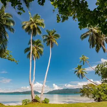 Tall coconut palms frame a calm turquoise lagoon and forested islands from Uepi Island, Marovo Lagoon, Solomon Islands