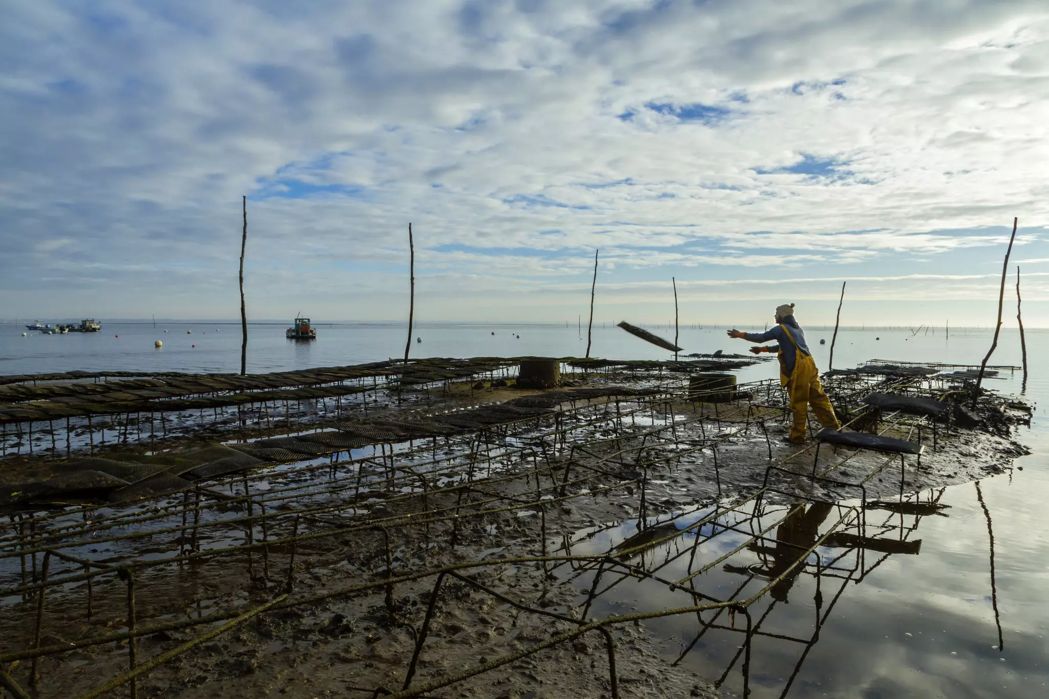 An oyster farmer wearing wet-weather gear works among a series of frames in the shallows of the ocean.
