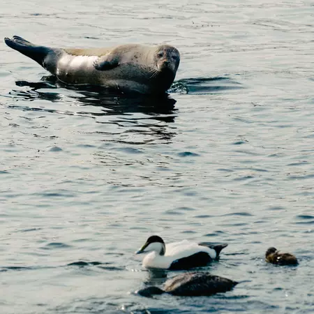 ICELAND RING ROAD ITINERARY 2025
Ytri Tunga, a beach to see seals