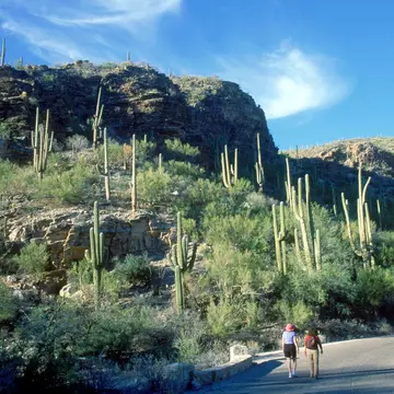 Women walking on road below saguaro cacti, Sabino Canyon, Tucson, AZ - stock photo
