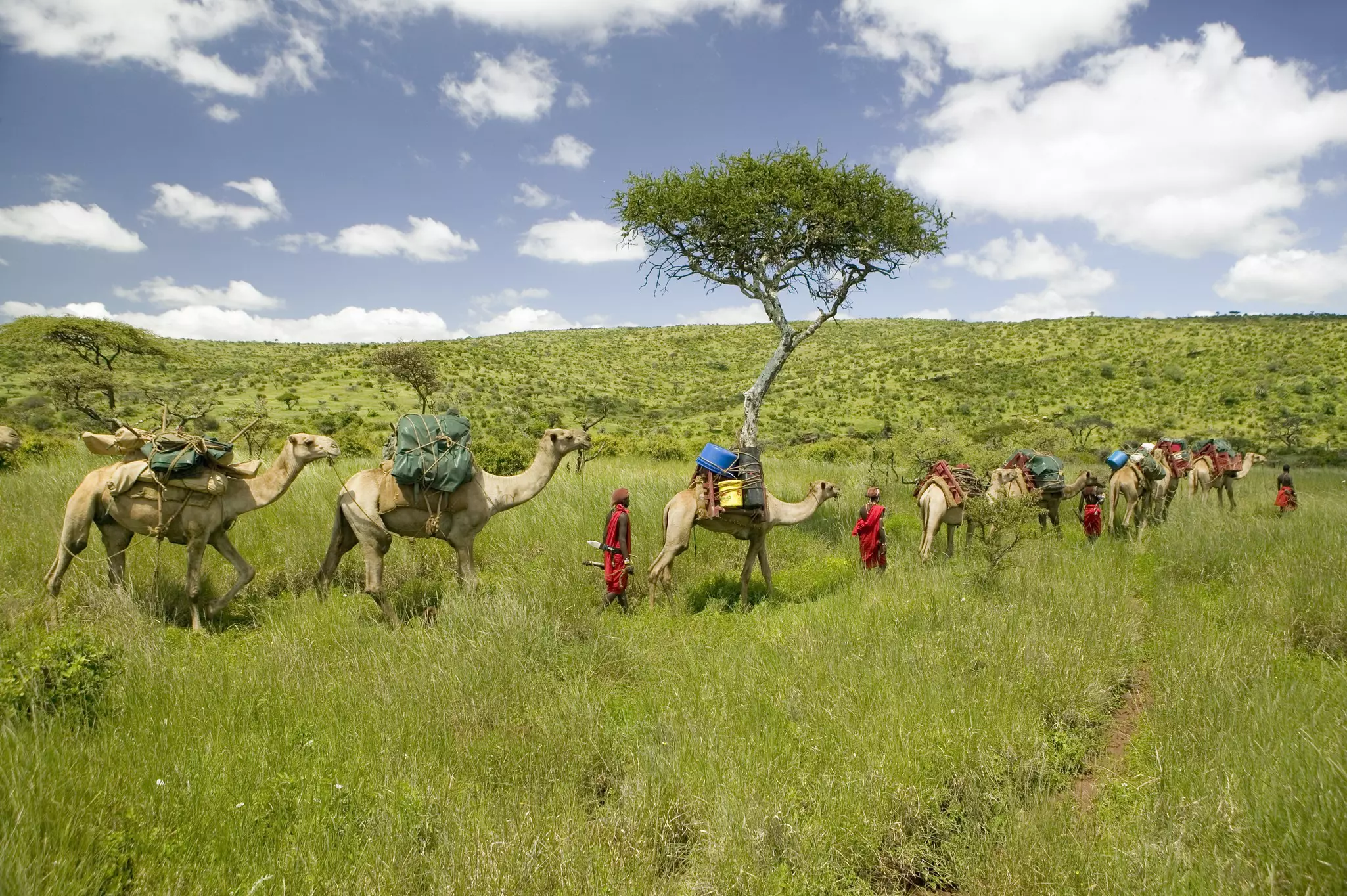 Camels carrying packs walking through grassland.