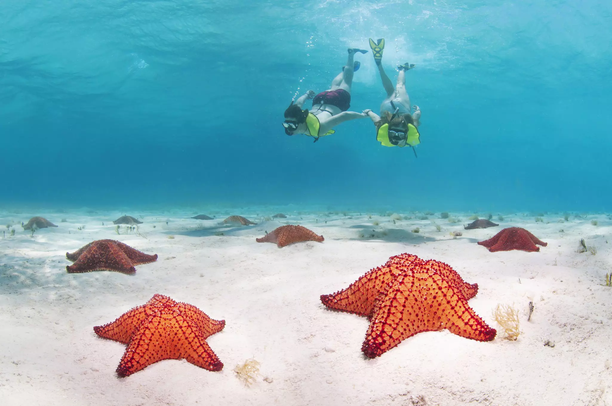 Young couple underwater snorkelling with starfish all over the seabed in Honduras