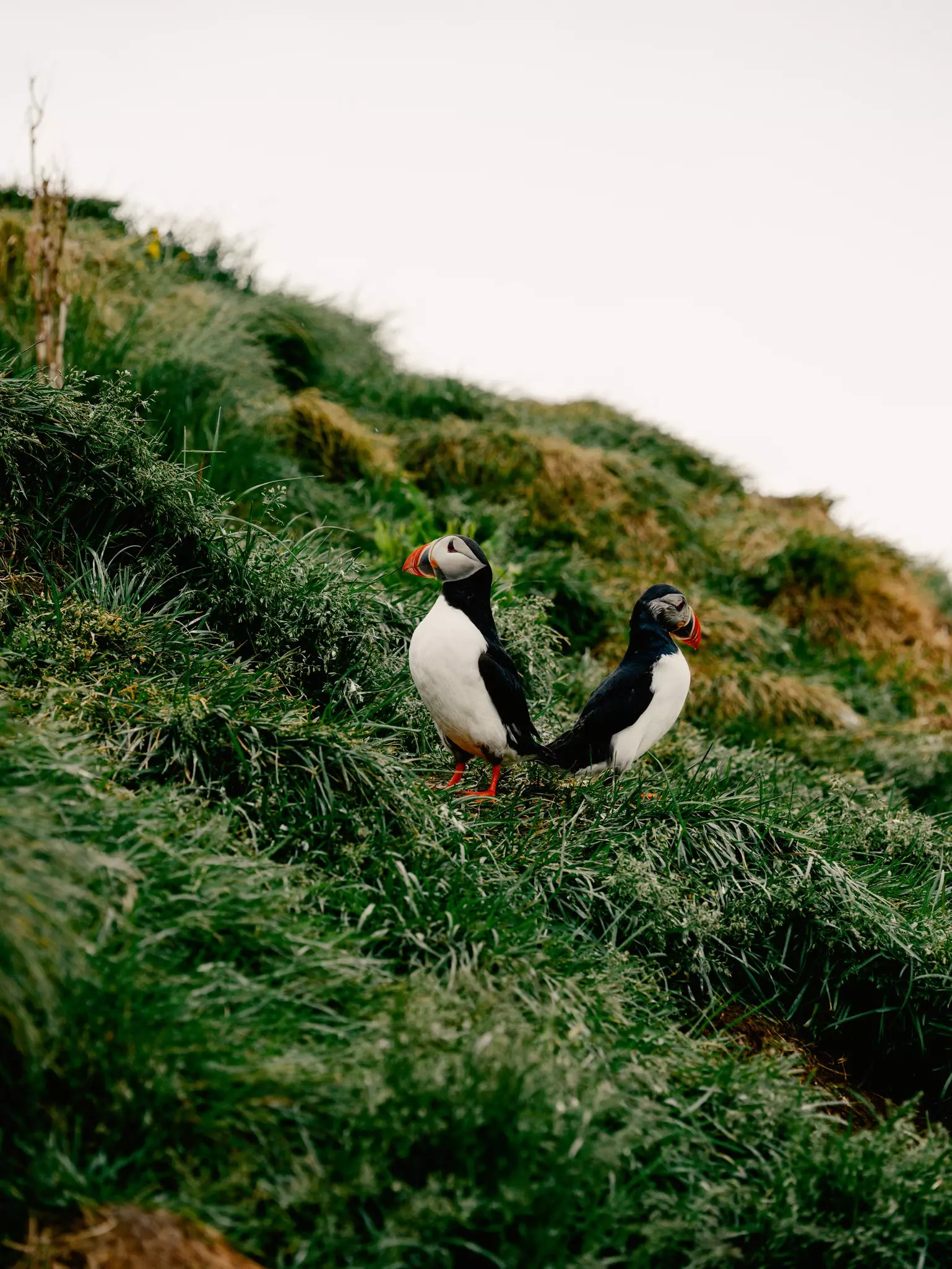Puffins at Borgarfjarðarhöfn in East Iceland