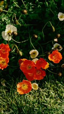Flowers at Akureyri Botanical Garden
