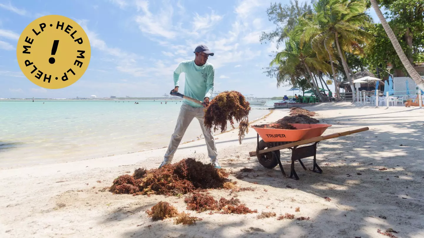 Huge clumps of sargassum have been washing up on beaches in Florida and the Caribbean. There’s no need to be (too) alarmed © Felix Leon / AFP via Getty Images