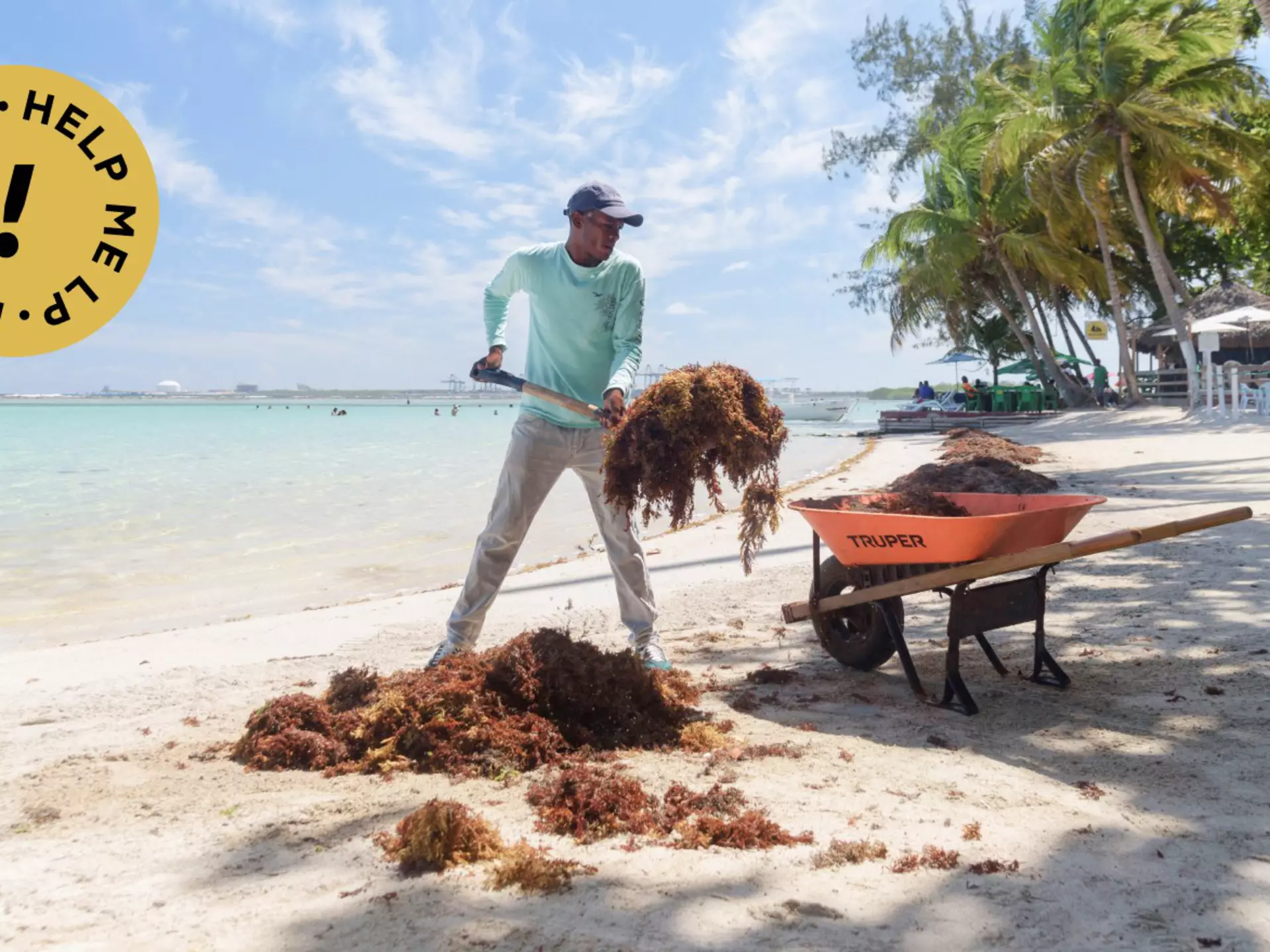 Huge clumps of sargassum have been washing up on beaches in Florida and the Caribbean. There’s no need to be (too) alarmed © Felix Leon / AFP via Getty Images