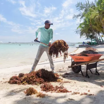 Huge clumps of sargassum have been washing up on beaches in Florida and the Caribbean. There’s no need to be (too) alarmed © Felix Leon / AFP via Getty Images