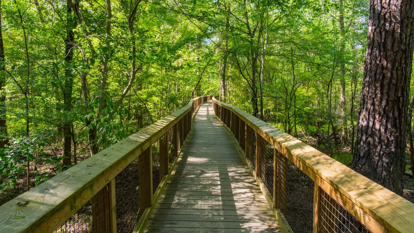 A boardwalk leads through the forest of Congaree National Park, South Carolina, USA